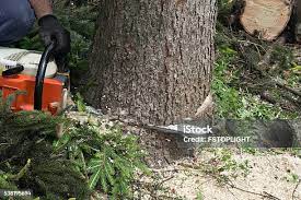 Best Lawn Pest Prevention  in Rose Lodge, OR